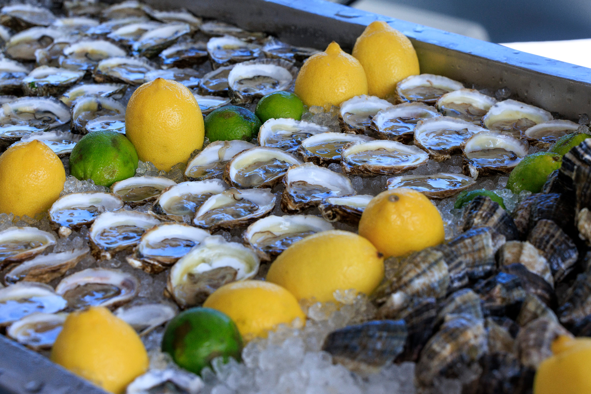 Ocean House Opens in South of Fifth With Luxury Housewarming Party